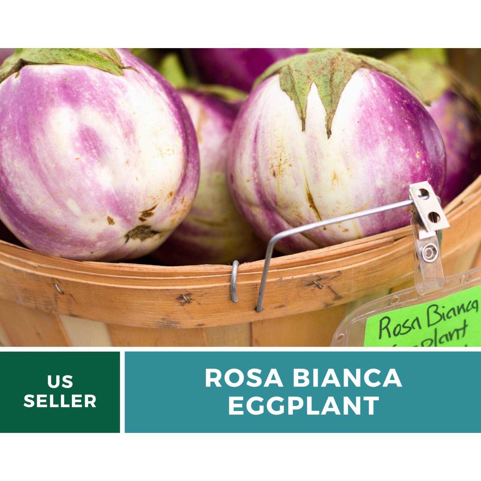 Eggplant, Rosa Bianca – 50 Seeds – Heirloom Seeds – Open Pollinated – Non-GMO (S
