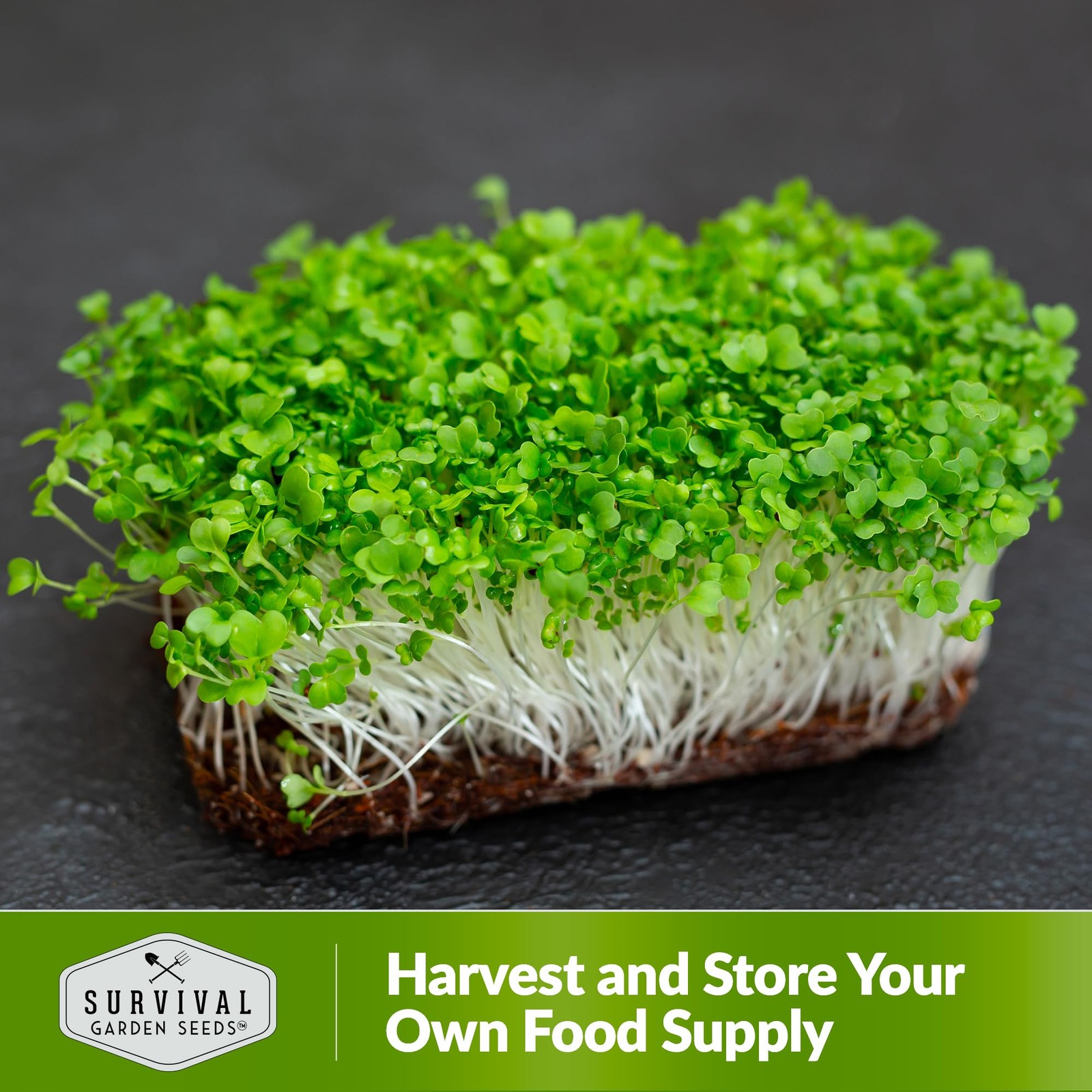 Mustard Microgreen Seeds for Sprouting – Spicy Mustard Greens for Flavorful M…