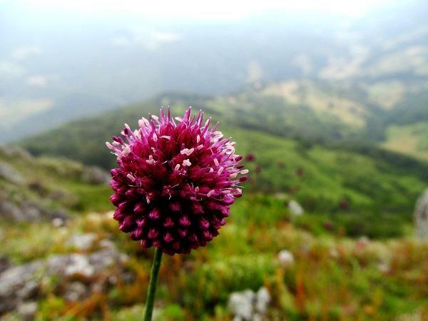 Allium sphaerocephalon | Round-headed leek or garlic | Ball-head Onion | 10 Seed