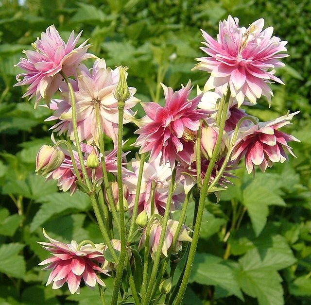 COLUMBINE MIX, 202+ SEEDS, ALL KINDS AND COLORS, AQUILEGIA, easy to grow, USA