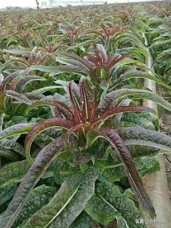 2000++Seeds Mix Green & Purple Sword Lettuce seeds, Celtuce, wosun Celtuce 紫萵筍