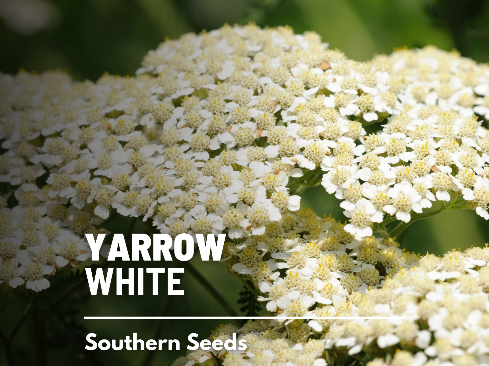 Yarrow, White – Heirloom Seeds – Medicinal Herb – Pollinator Friendly