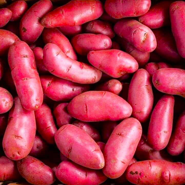 PRE-ORDER NOW! SHIPS APRIL 2026 – Red French Fingerling Seed Potatoes Seeds