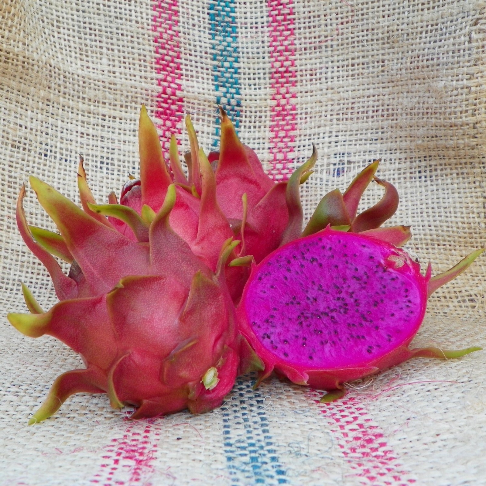 LOT of 7 SETS of 2 ,Dragonfruit,Live,Plant, Mixed Cuttings Pitaya Ready to Grow