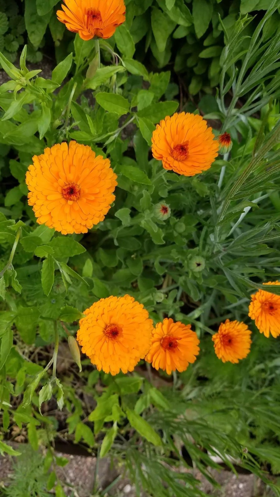 Mixed Calendula Seeds Several Varities 25 Organic Seeds