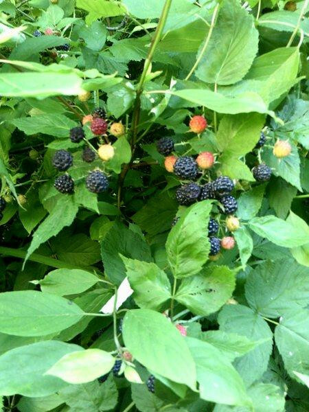 100+ WILD BLACK RASPBERRY SEEDS (Rubus occidentalis) 2023 seed