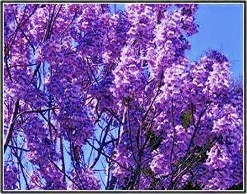 50 Royal Empress (Paulownia tomentosa) Seeds “FASTEST GROWING TREE in the WORLD”