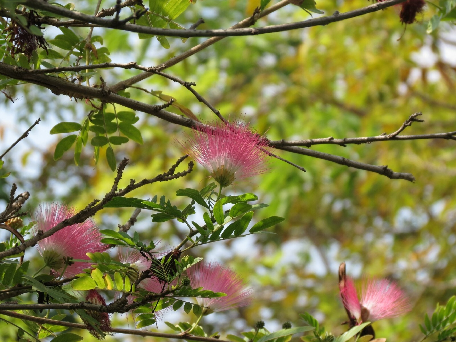 Silk Tree {Albizia julibrissin} Exotic Ornamental | | 30 Pre-Stratified seeds