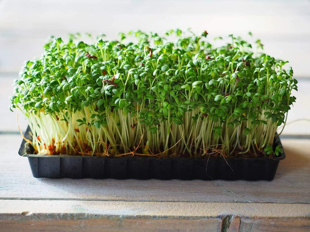 8 oz Cress