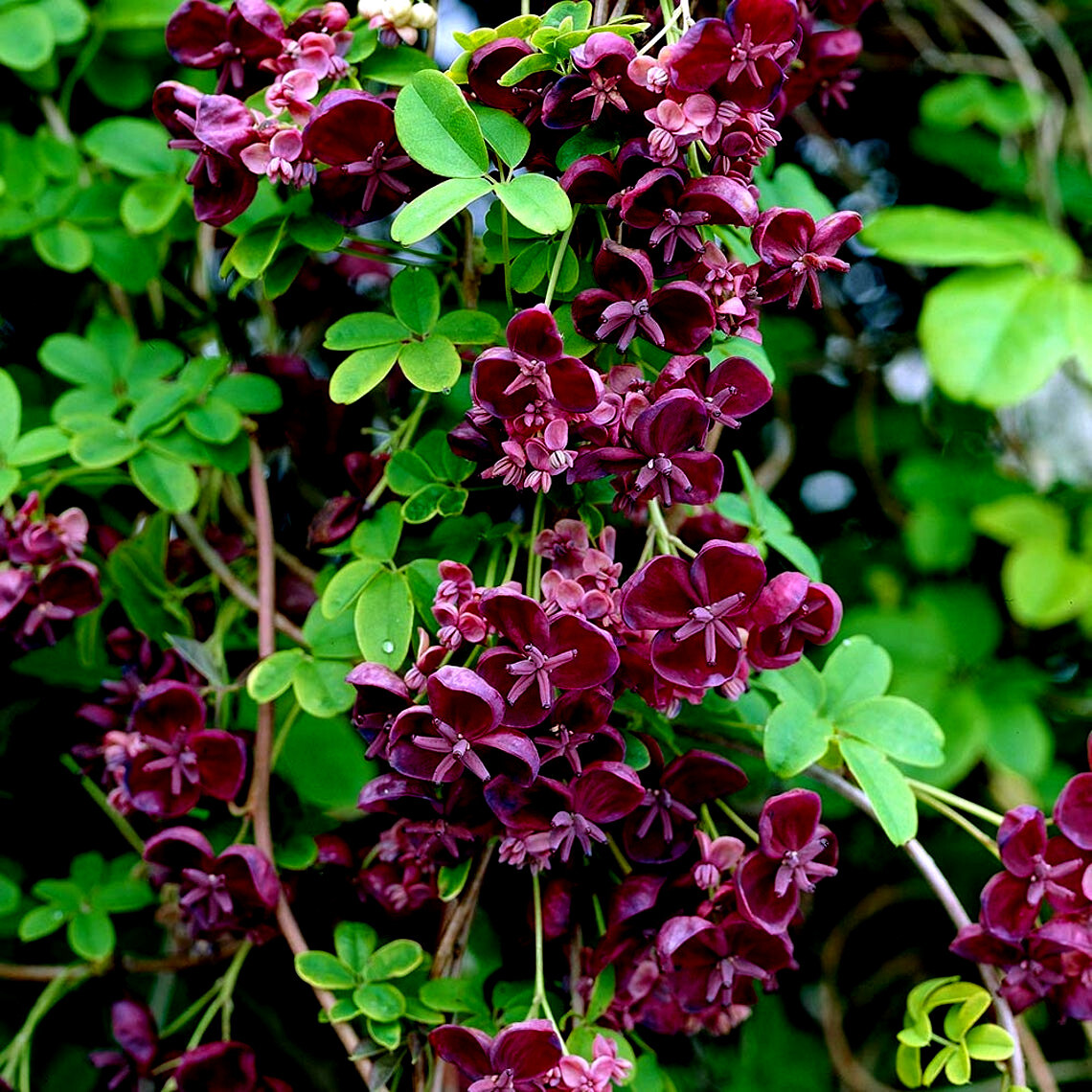 CHOCOLATE VINE SEEDS “3-LEAF” (A. trifoliata) Rare Hardy Fruit Flower Climber