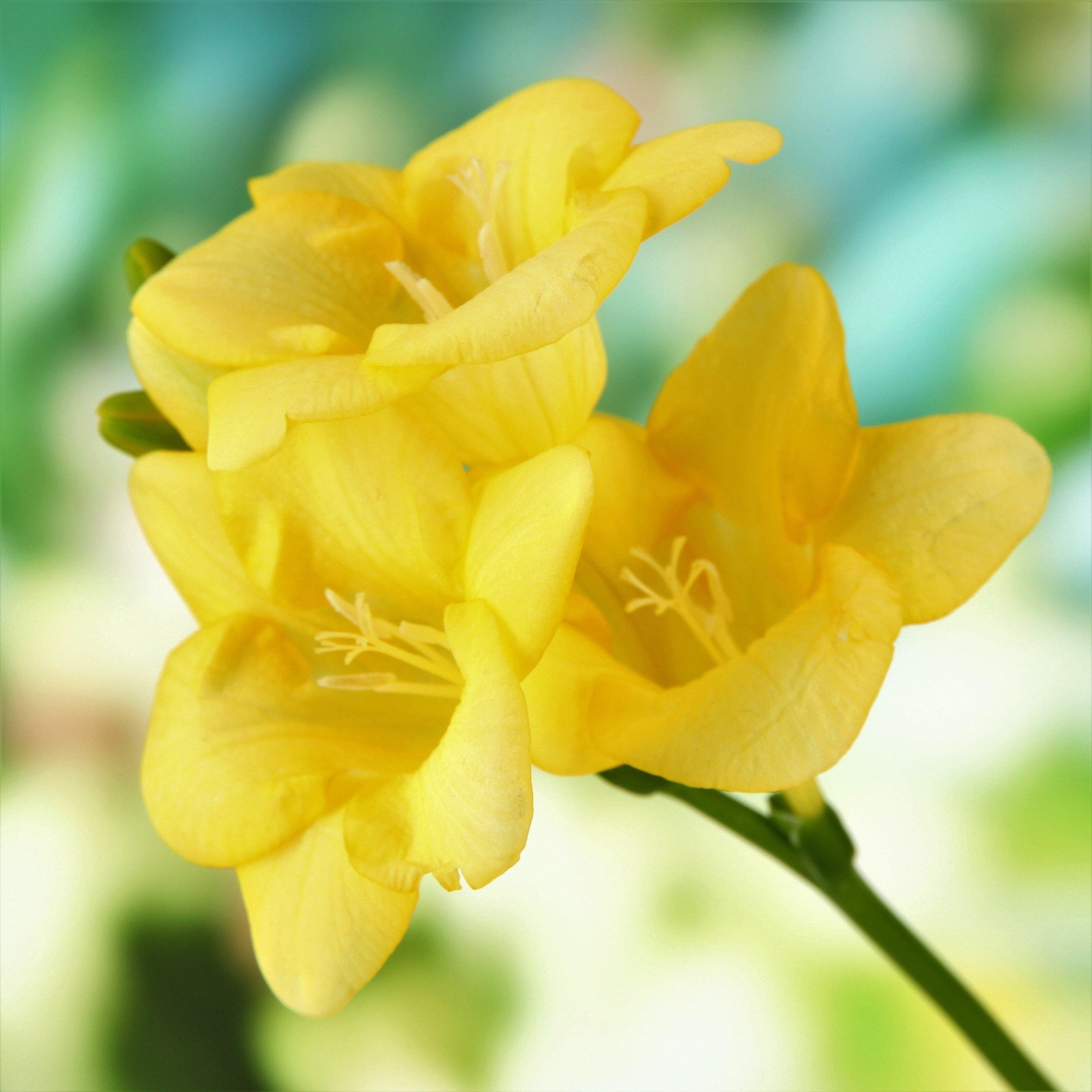 Freesia Bountiful Bouquets Collection 60 Bulbs, Multicolor Spring Flowers in Sun