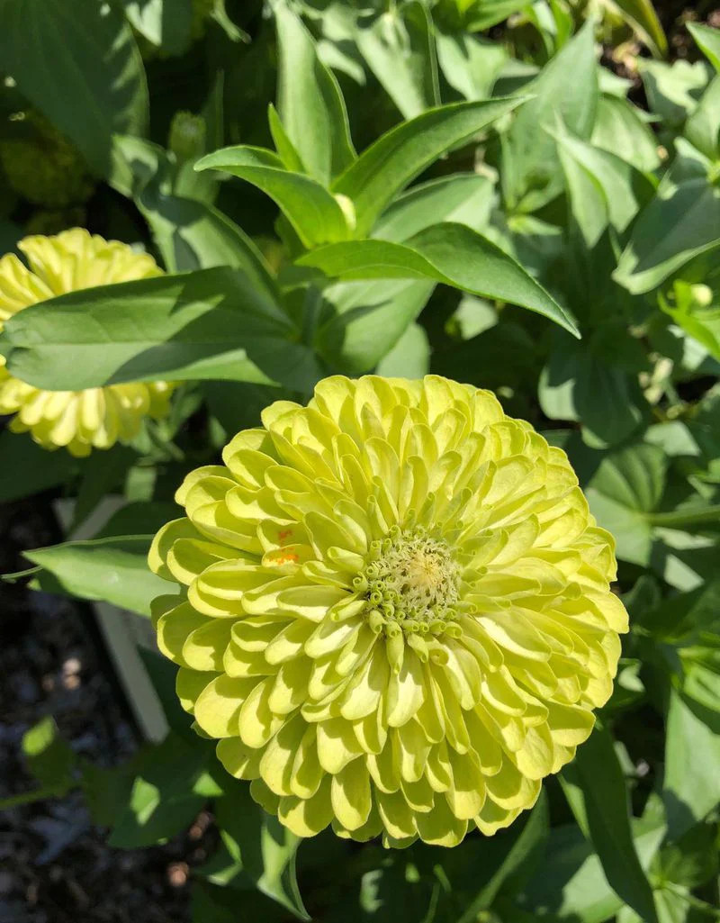 Envy Lime Green Zinnia Seeds | Double Blooms Cut and Come Again Flower Seed 2024