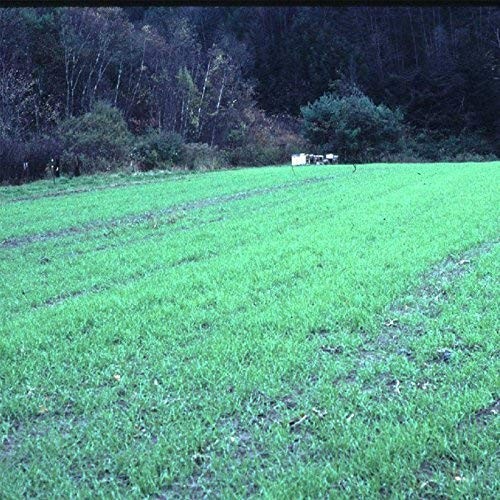 5 Lb Premium Winter Rye Cover Crop Non GMO Soil Boosting Seed for Gardens