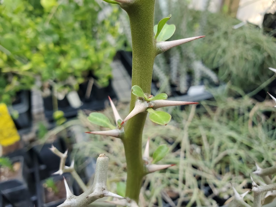Decarya madagascariensis – Zig Zag Plant – Madagascar – Rooted Lot Dm1