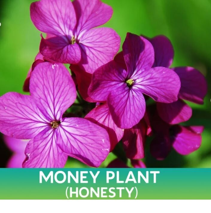 15 Lunaria Annua Seeds Brassicaceae Honesty Silver Dollar Money Plant Seeds
