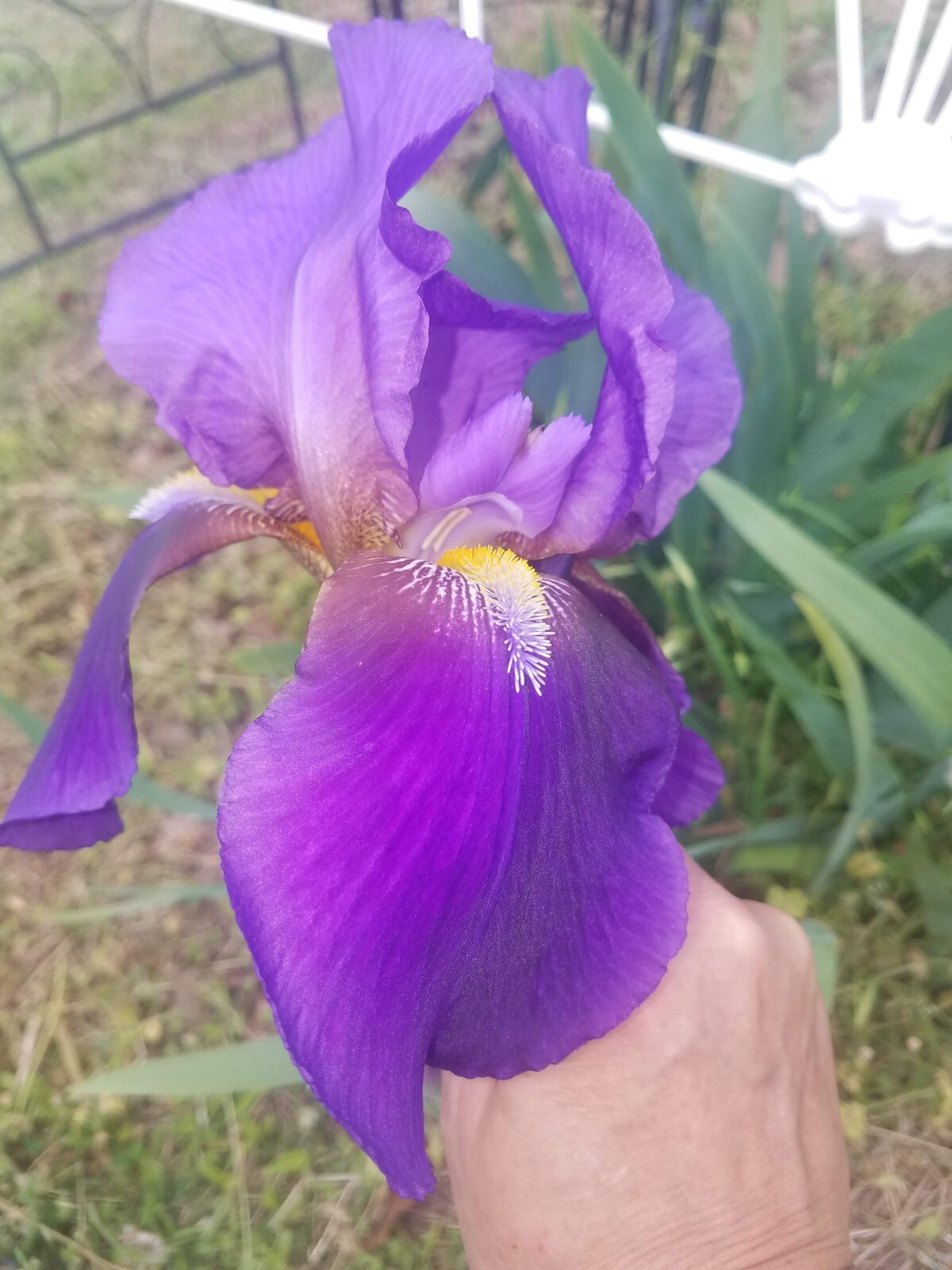 “100 Mixed Variety Bearded Iris– GREAT VALUE• Fresh•Hardy•EASY to Grow