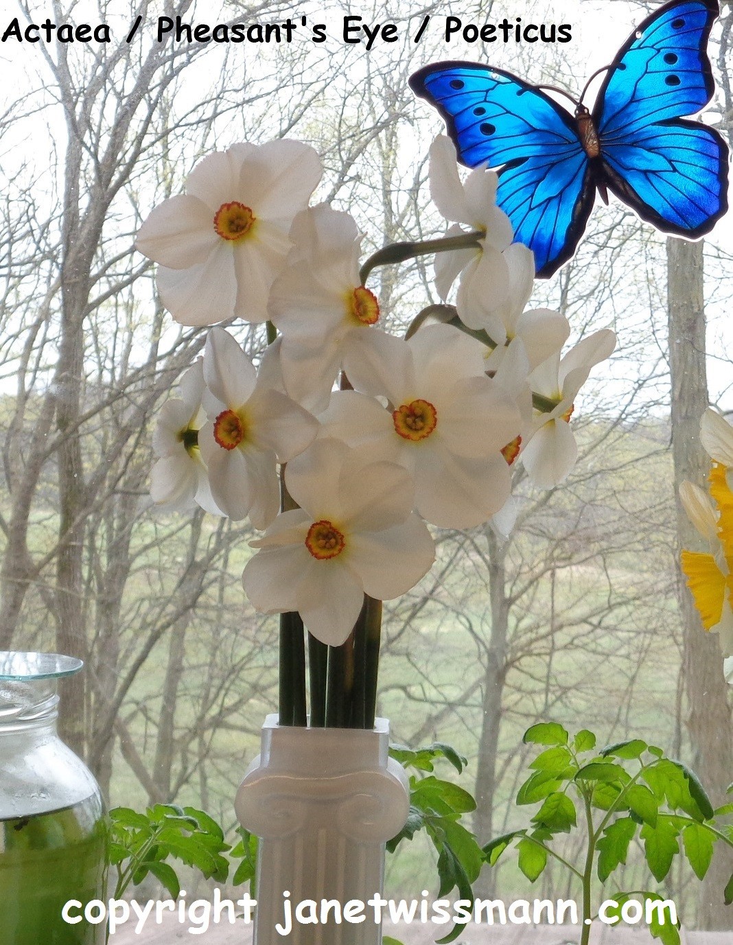 15 DAFFODIL BULBS var. ACTAEA / POETICUS Narcissus Jonquils FromMyGarden*PlsREAD