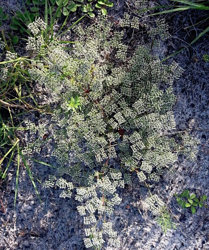 Native Wild Nailwort Sand Square Squareflower Rare Paronychia rugelii – 30 Seeds