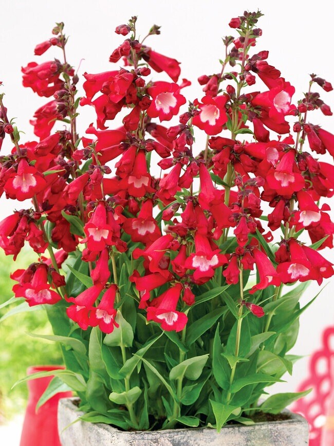 Penstemon Eatons Red Hummingbird Perennial Beardtongue 250 Seeds Non-GMO