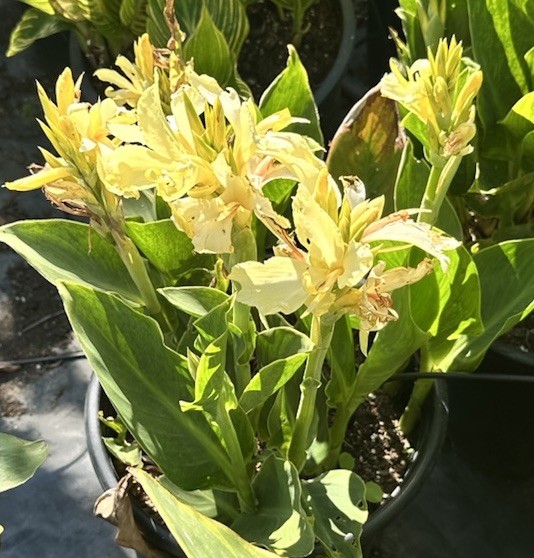 Canna Lily California Yellow 2 Live Flower Plant Bush Bulbs Tall Green Easy Gift