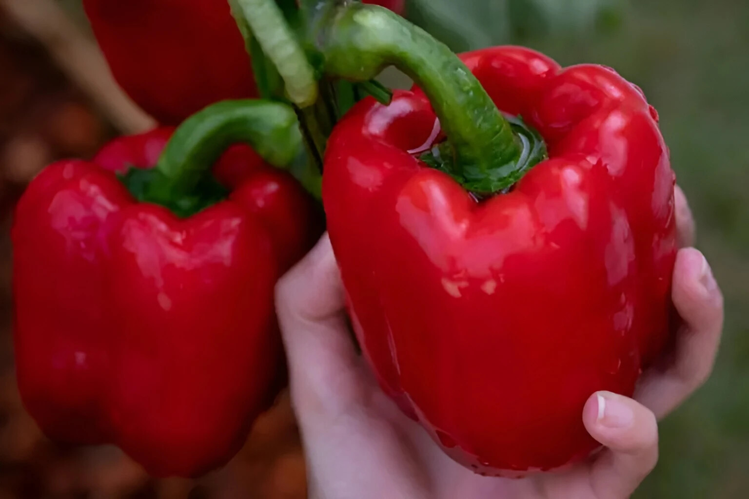 100 Heirloom Keystone Resistant Bell Pepper Seeds – Huge & Disease Resistant