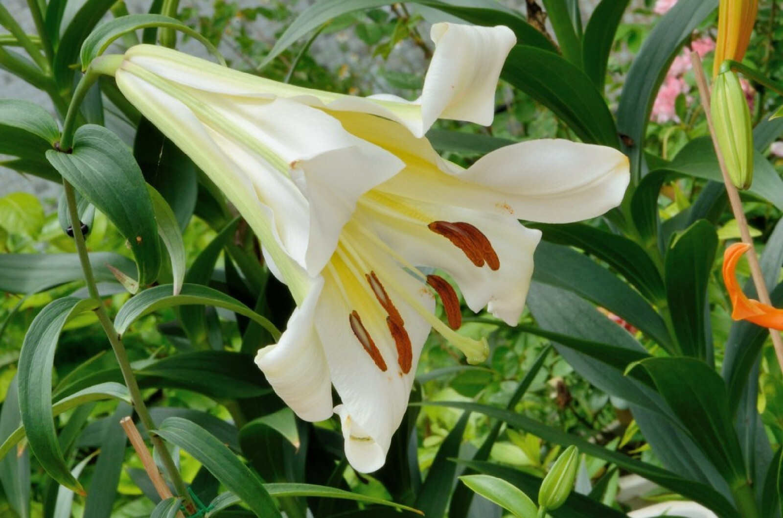 Royal Lily {Lilium regale} Pre-Stratified | 5 Viable seeds Free Shipping!