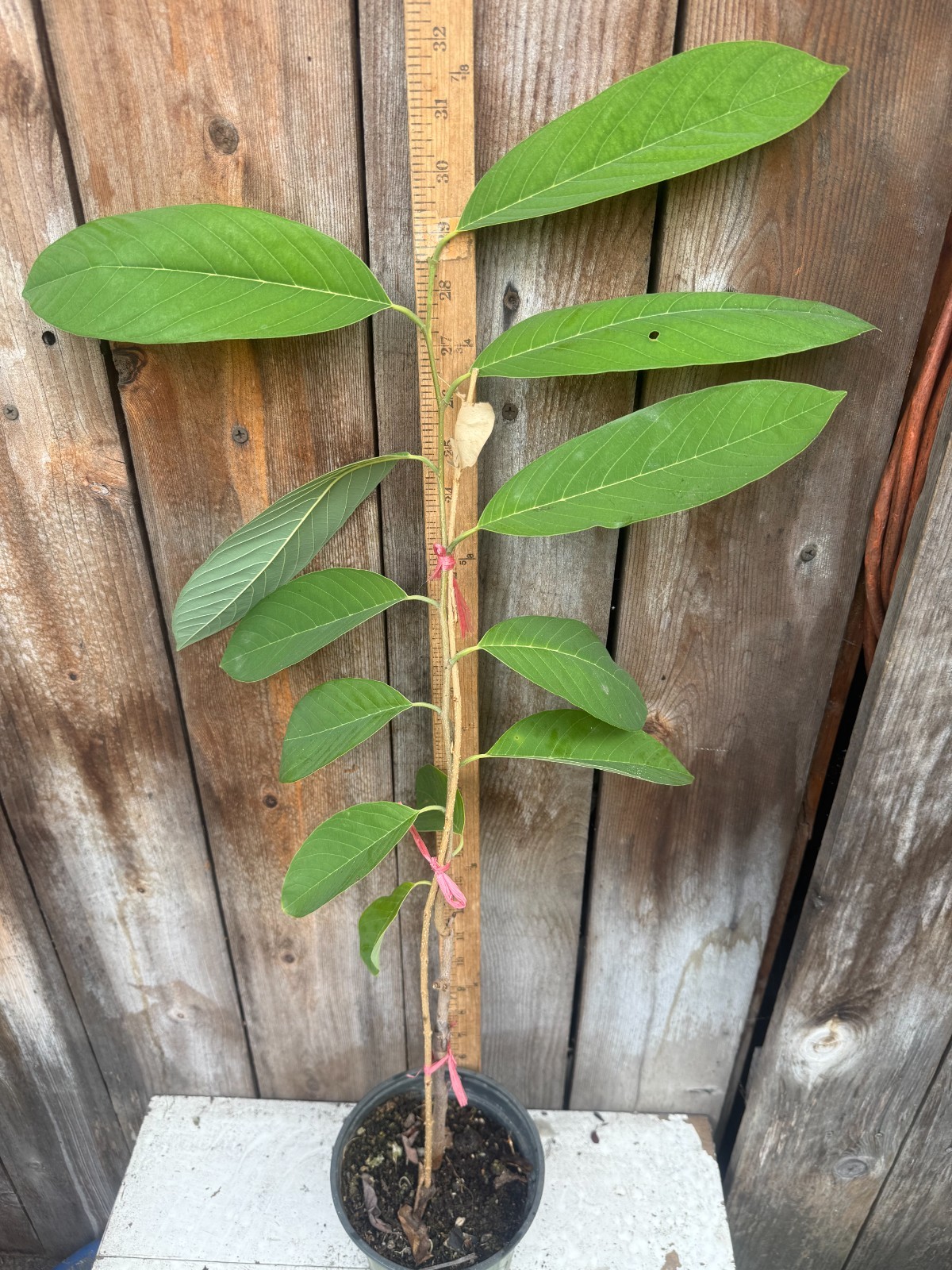 1 Seedling Pineapple Annona Cherimola X A Squannosa Atemoya, Annona Squnnosa 35″