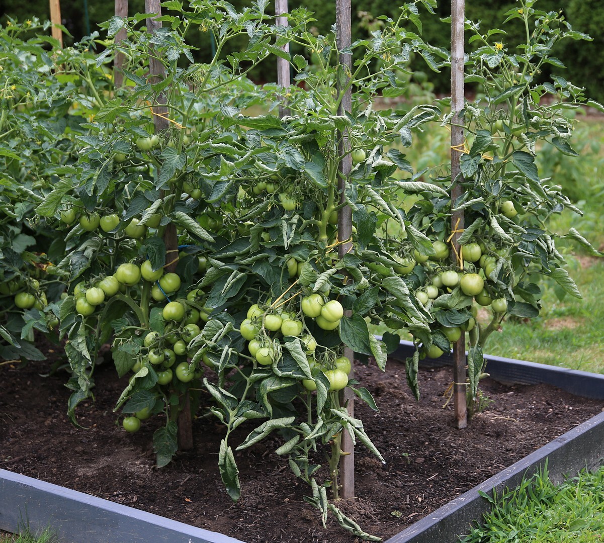 30 SIBERIAN EARLY TOMATO Seeds