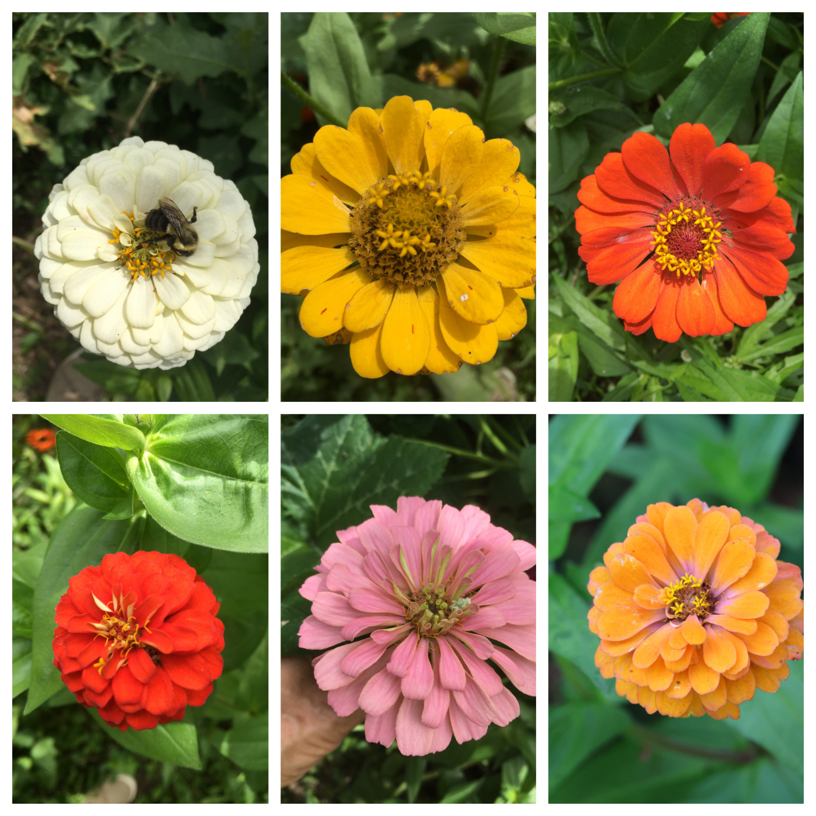 75 organic tall zinnia flower seeds – mixed colors FREE S/H