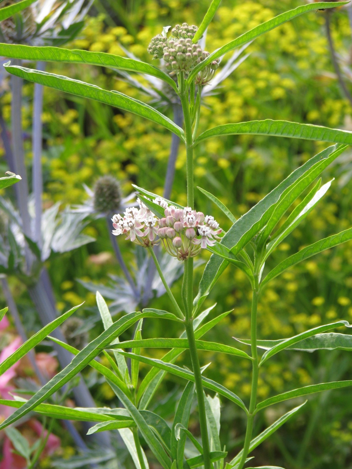 Narrowleaf Milkweed Seed for Butterfly Gardens California Native Wildflower Seed