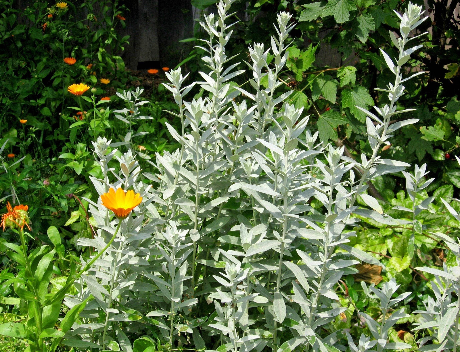 200 PRAIRIE SAGE Wormwood Fringed Sagebrush Sagewort Artemisia Ludovician Seeds