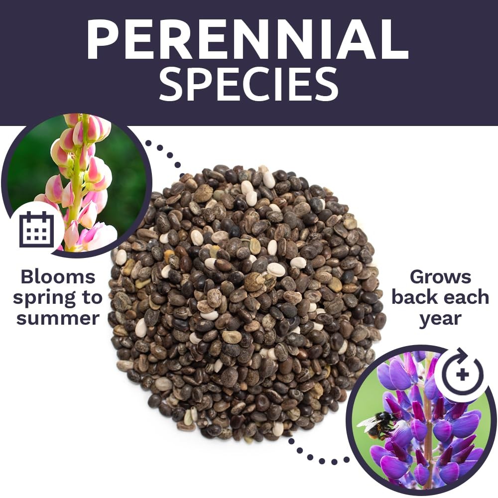 Russell Lupine Seeds – Bulk Quarter Pound Bag – Over 5,000 Open Pollinated No…