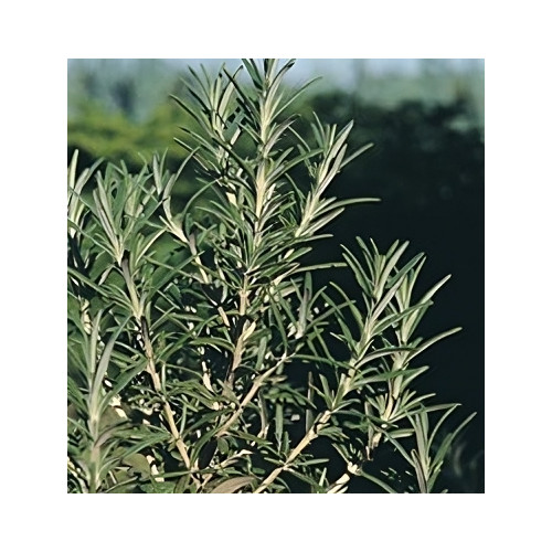 Rosemary Great Garden Herb by Seed Kingdom 1 Oz Seeds