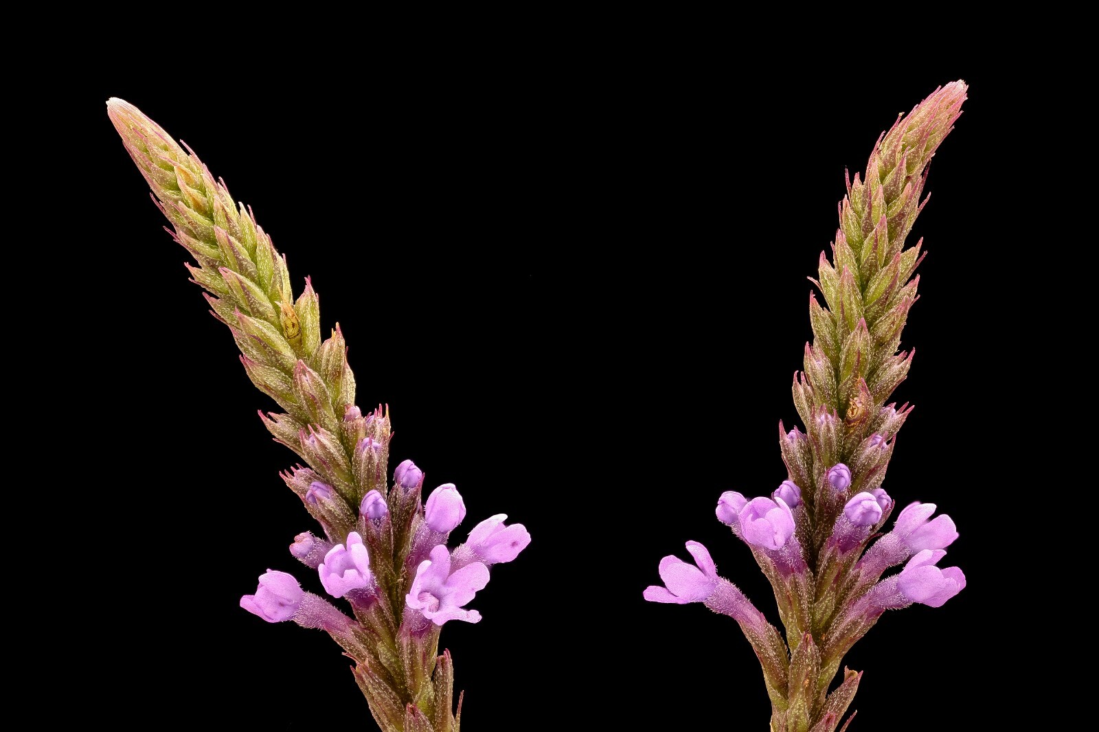 500 Blue Vervain Seeds – Verbena hastata Seeds – Medicinal Herb – Lovely Flower!