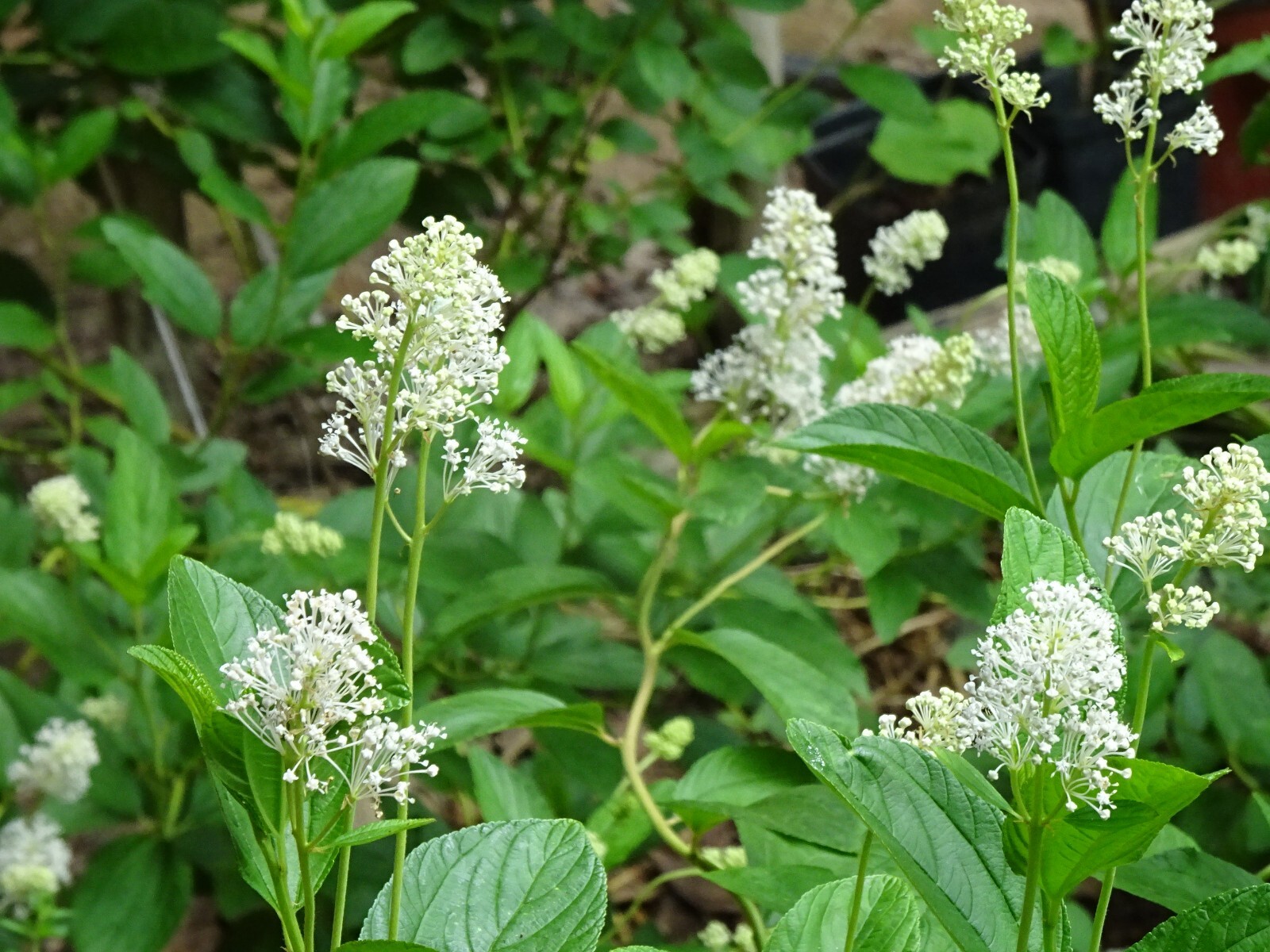 New Jersey Tea Ceanothus americanus Native perennial Bush 25 seeds