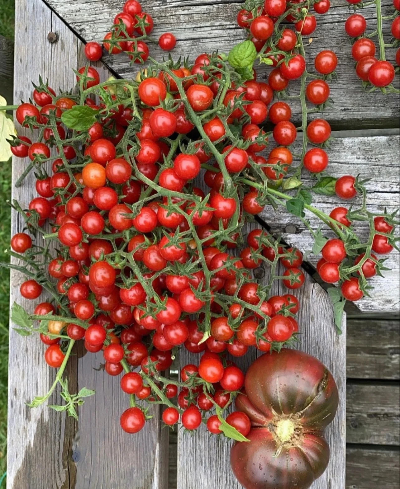 30 MATT’S WILD CHERRY TOMATO SEEDS ~ 2026 ~ heirloomseedguy ~ USA