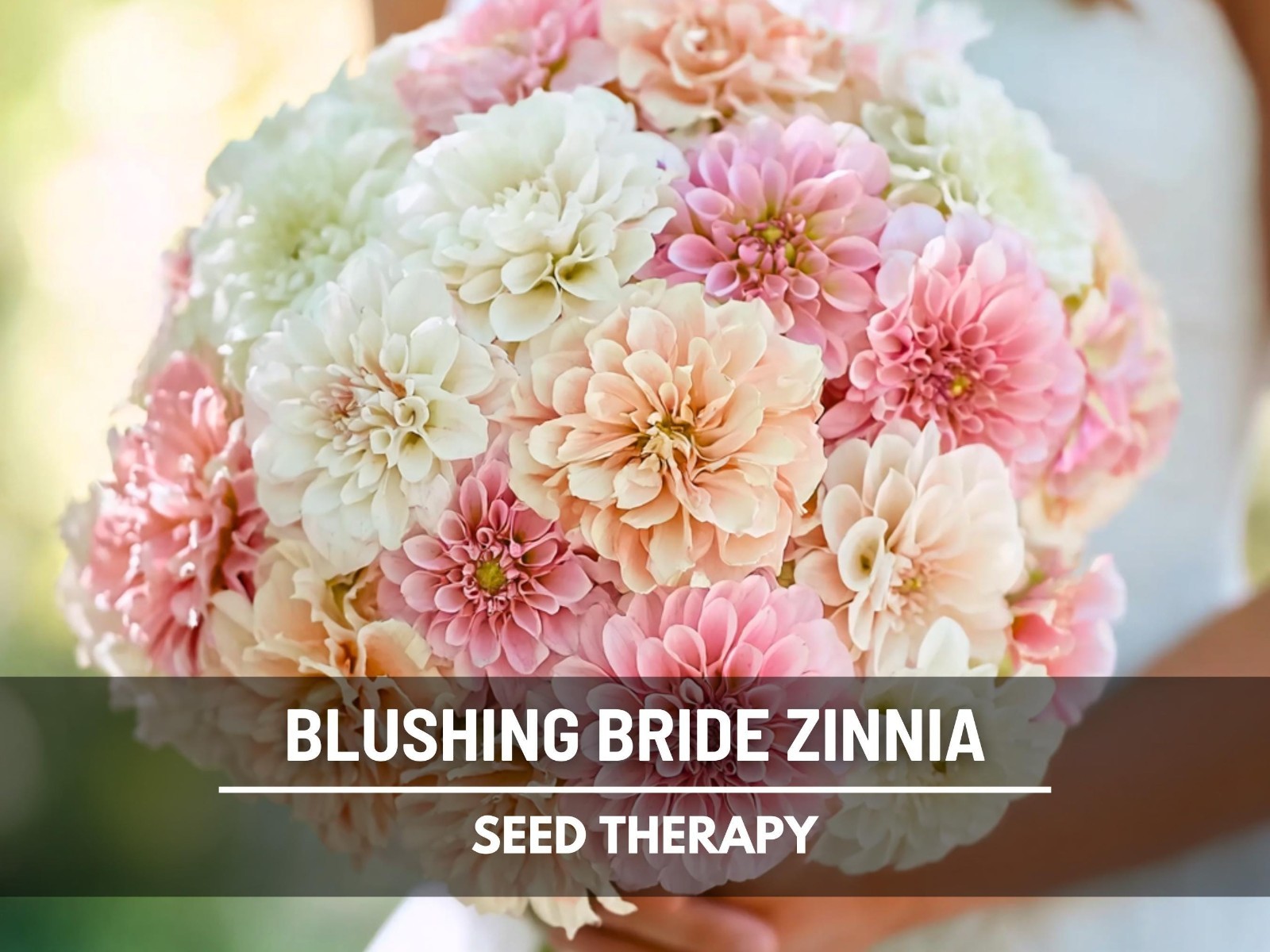 Blushing Bride Zinnia Seeds – Heirloom Flower, Large Double Blooms, White & Pink