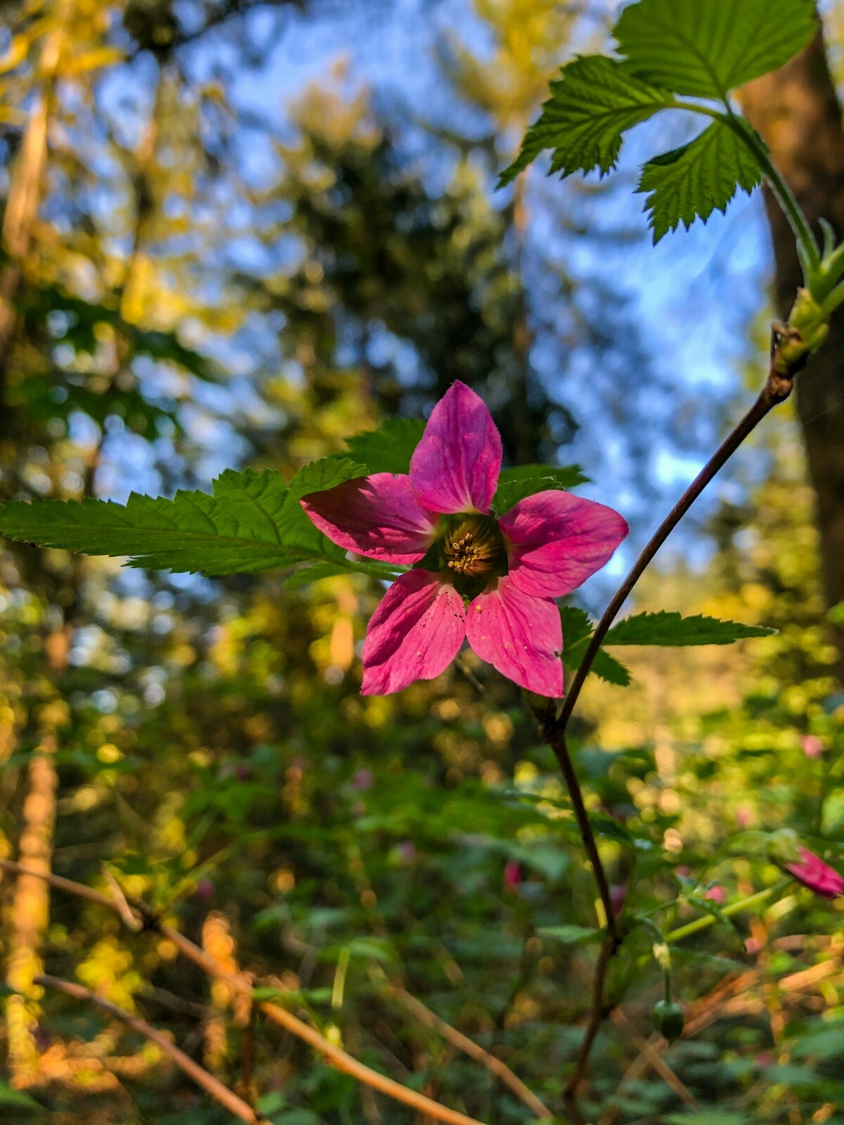 Salmonberry – Fruit bearing shrub – {RUBUS spectabilis} 50+ seeds Free Shipping!