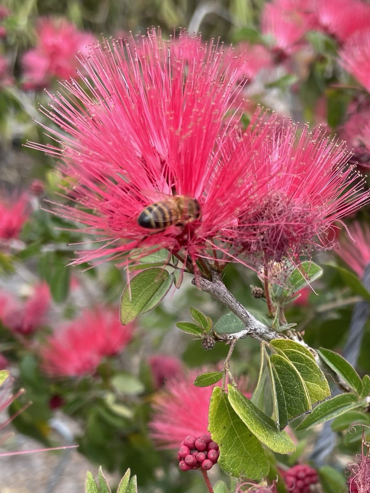 5 Red Dwarf Calliandra Haematocephala – Powder Puff Seeds – Hummingbird Heaven