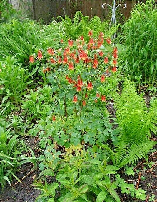 101+EASTERN RED COLUMBINE Seeds Perennial Native Wildflower Shade Flower Garden