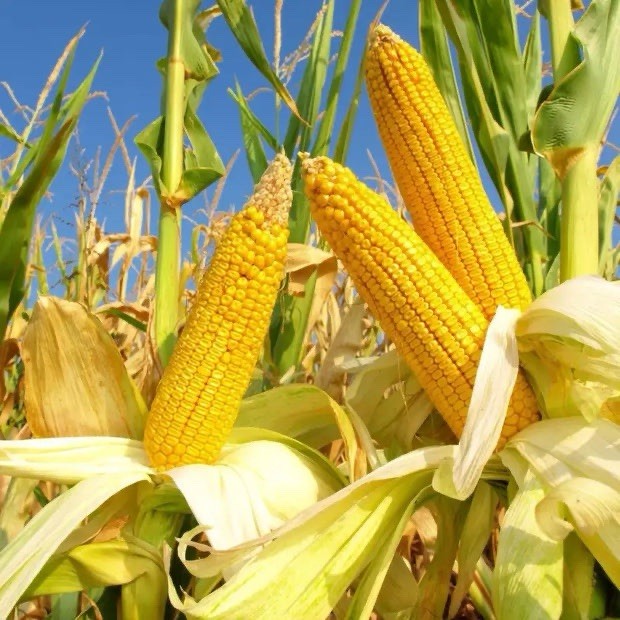 Yellow Dent Corn Seeds for planting fodder sprouting feed storage Reid’s NON-GMO