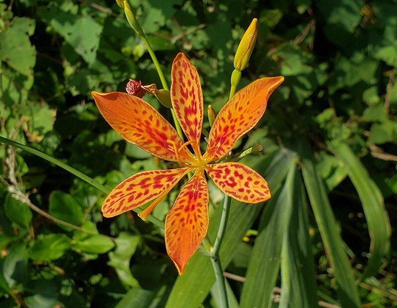 Blackberry Lily Seeds – Iris domestica – Leopard Flower Perennial 25/50/100