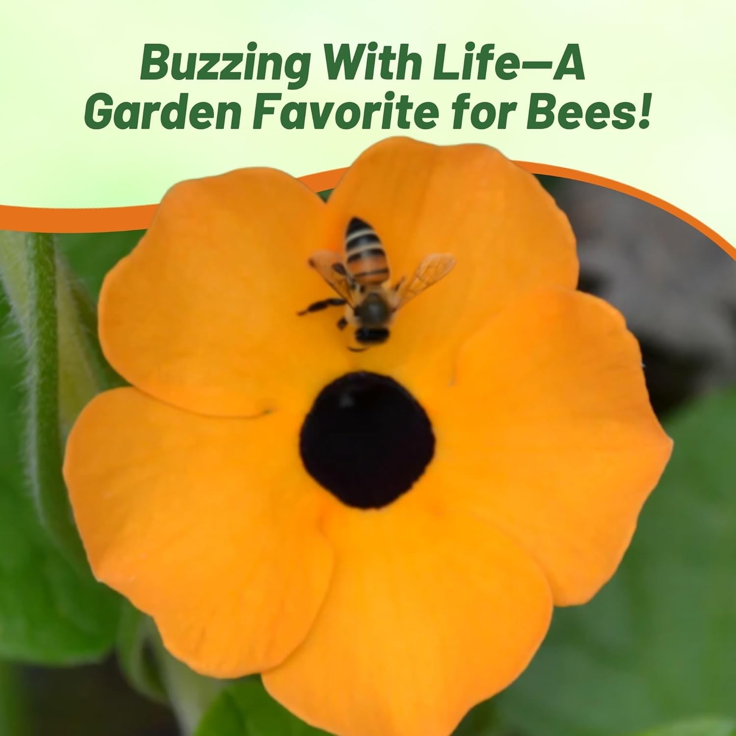 100 Seeds Orange Thunbergia Seeds For Planting – Black Eyed Susan Vine