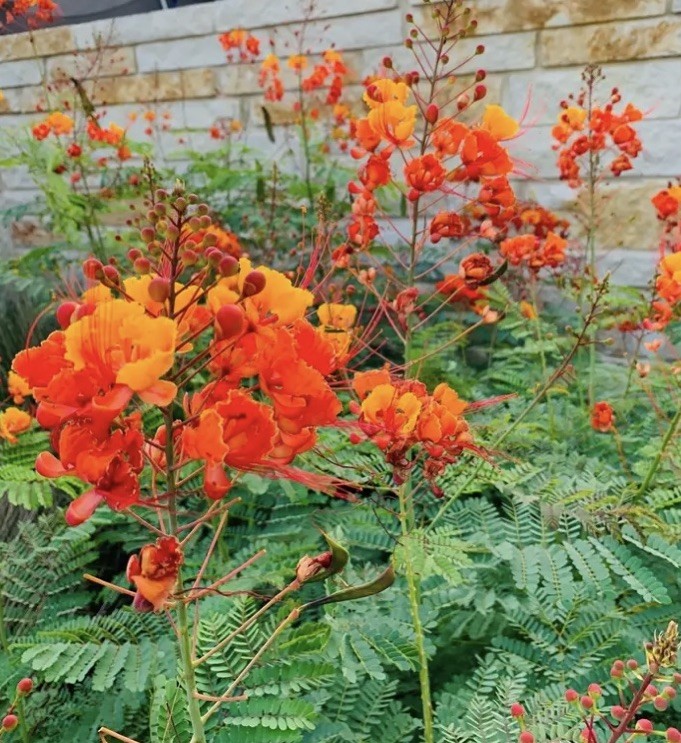 Dozen (12) Poinciana Seeds RED BIRD OF PARADISE, MEXICAN(C. pulcherrima)USA Sell