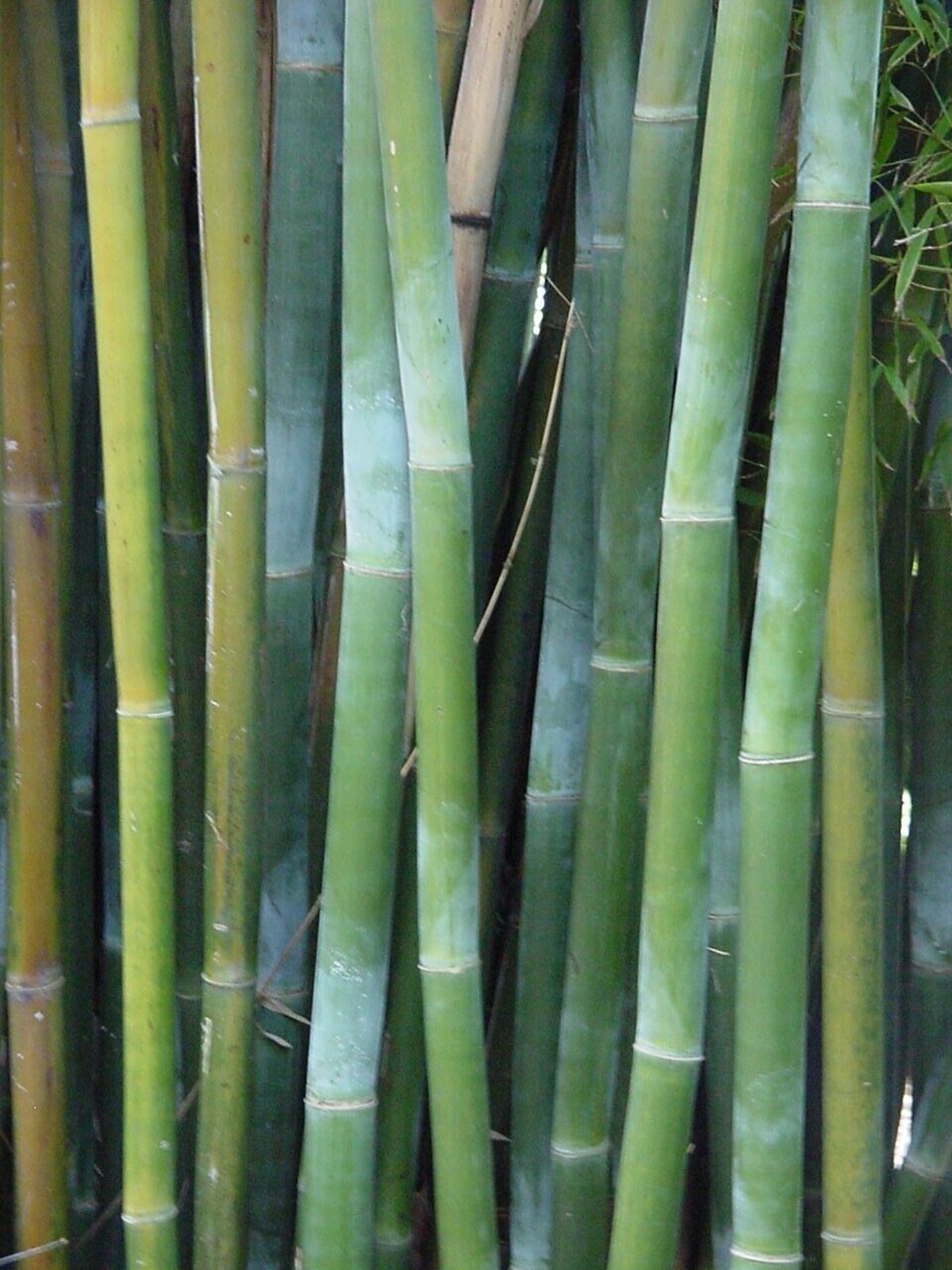 50 Wong Chuck Royal Bamboo Seeds Perennial Ornamental Seed Privacy US SELLER