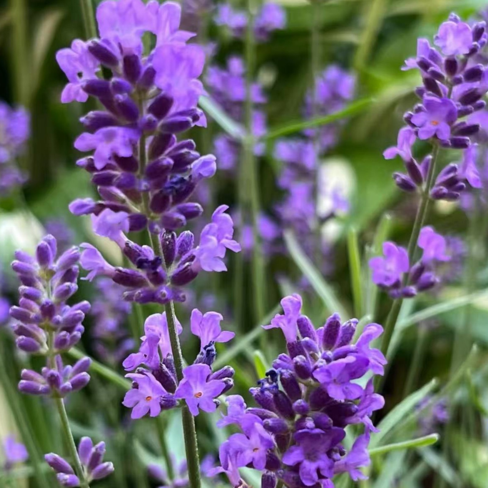 1000 Lavender Seeds – Fragrant Perennial Herb for Gardens Borders Zones 5–9