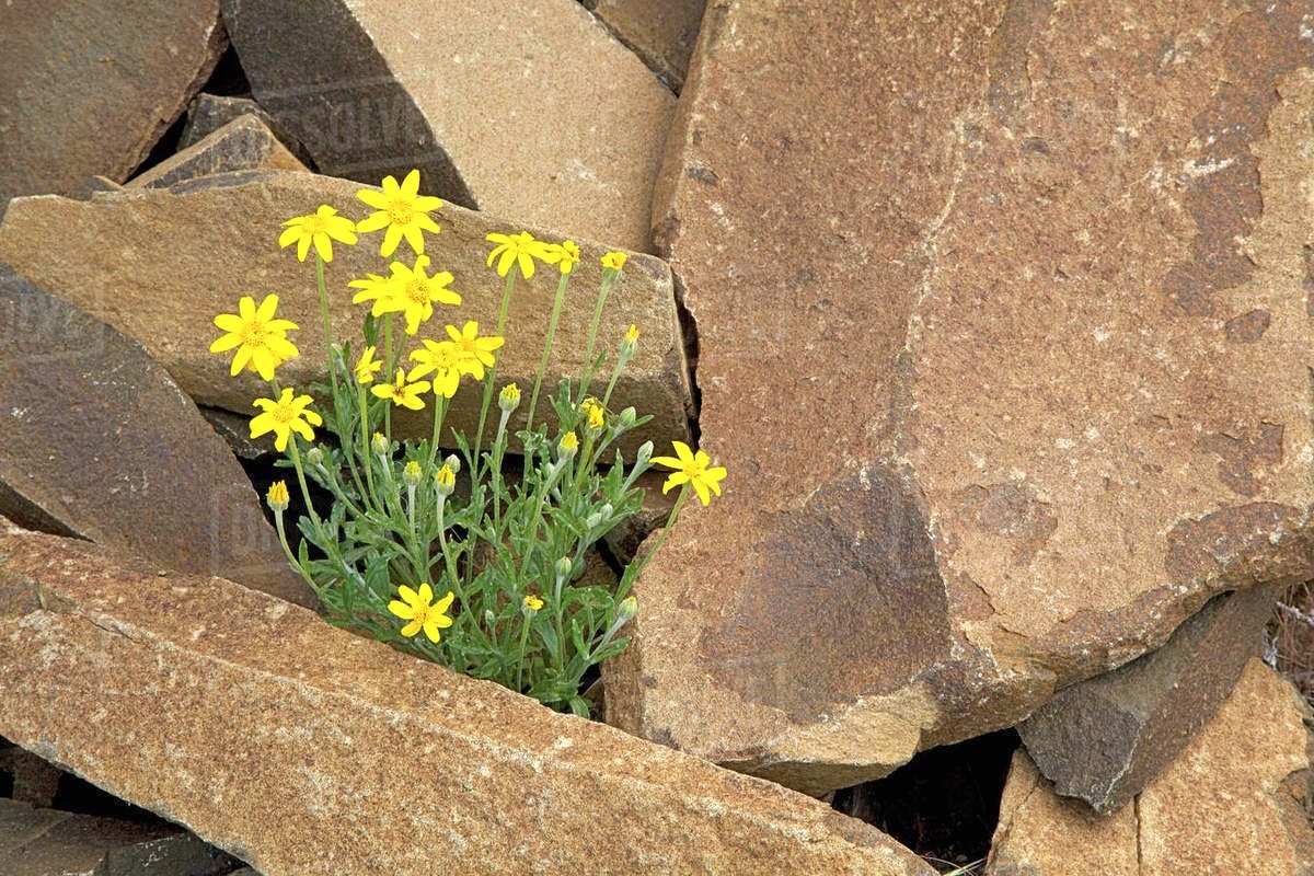 301+OREGON SUNSHINE Seeds Wooley Sunflower Native Wildflower Drought Poor Soils