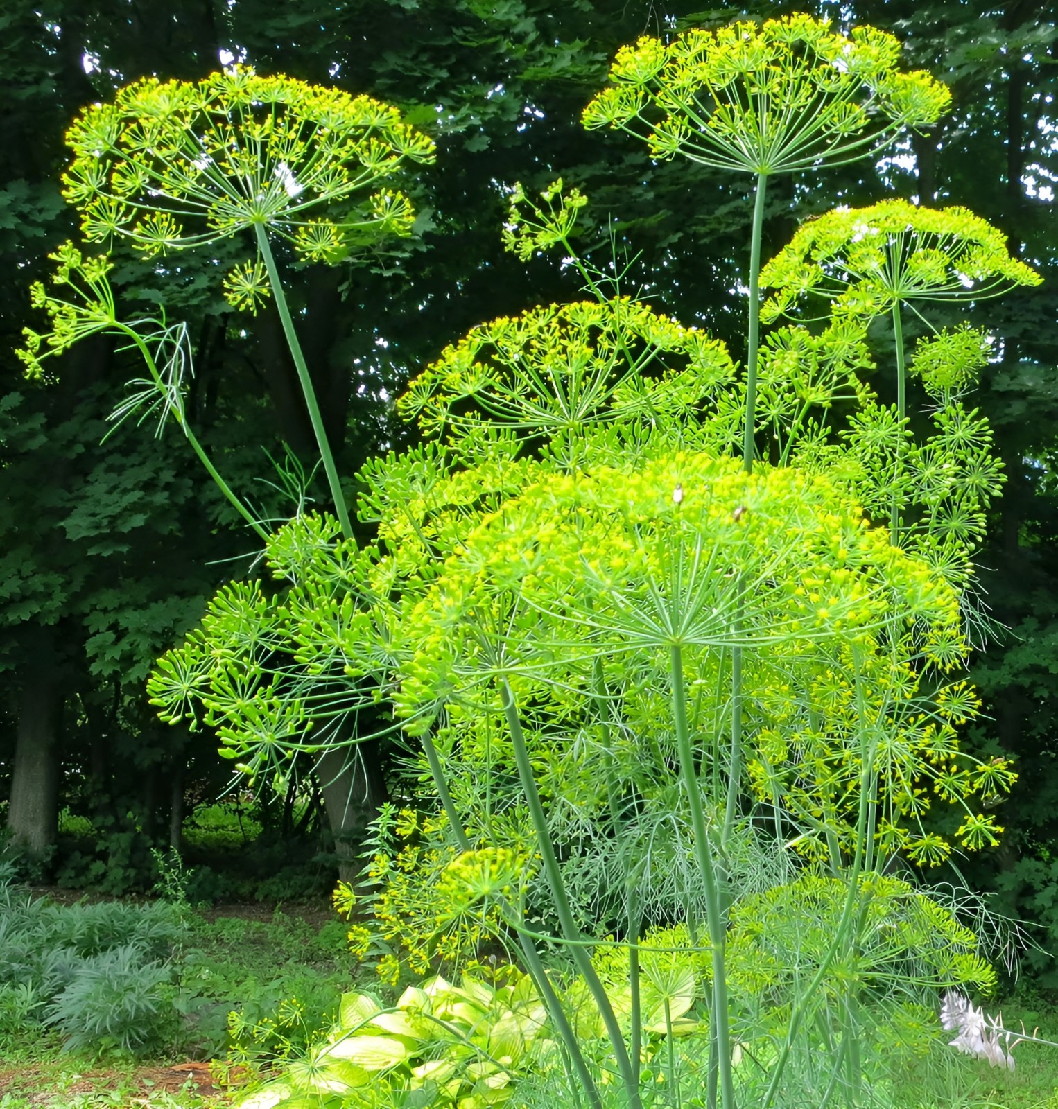 1200 Heirloom Bouquet Dill Seeds – Classic Dill Flavor – Herb – NonGMO Organic