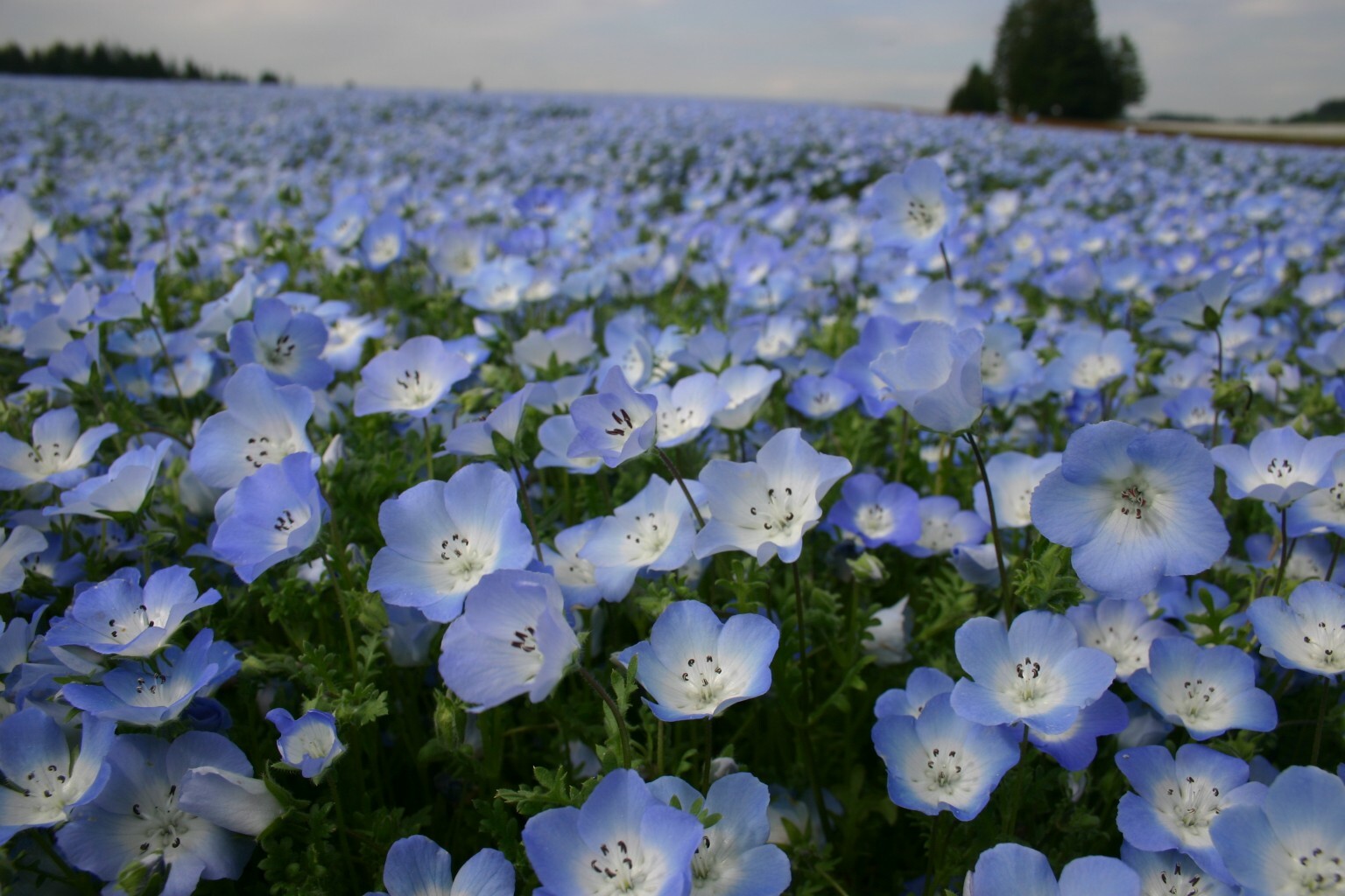 1oz Baby Blue Eyes Flower Seeds Nemophila menziesii (Approx 16,000 Seeds)