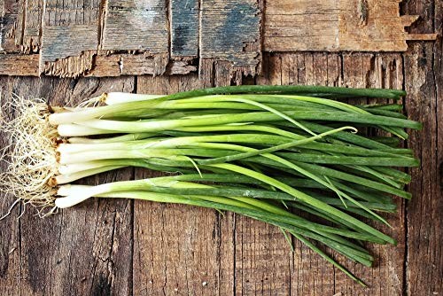 Seeds Bunching Green Onions Scallions 250+ Seeds for Planting Perennial small